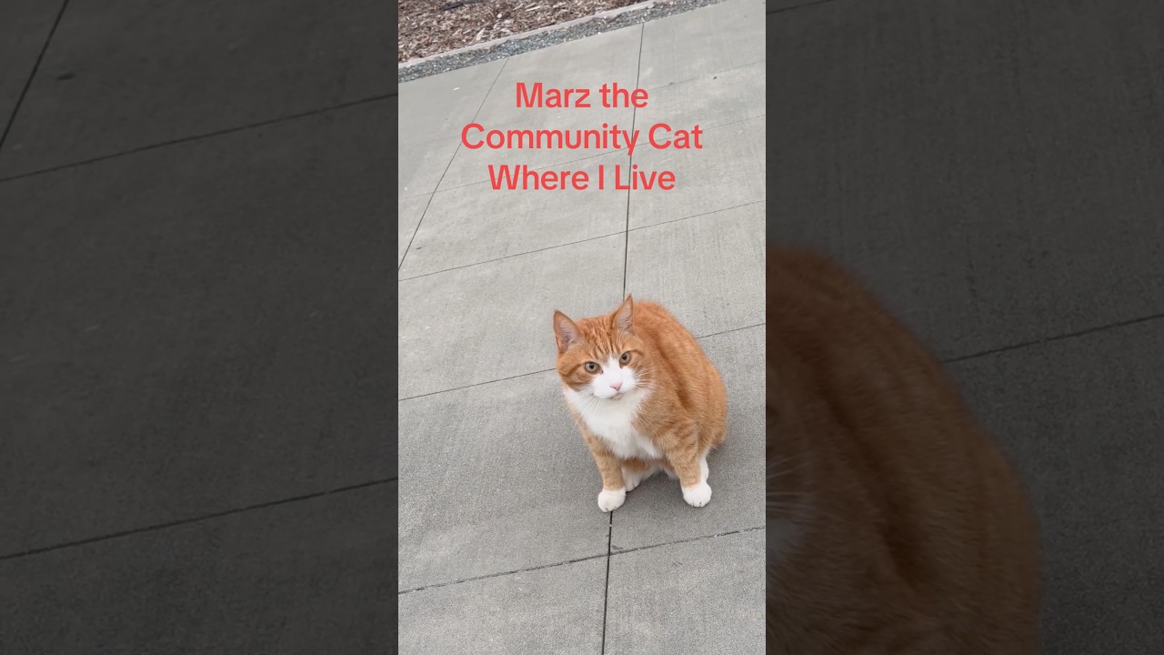 1781268490_maxresdefault.jpg